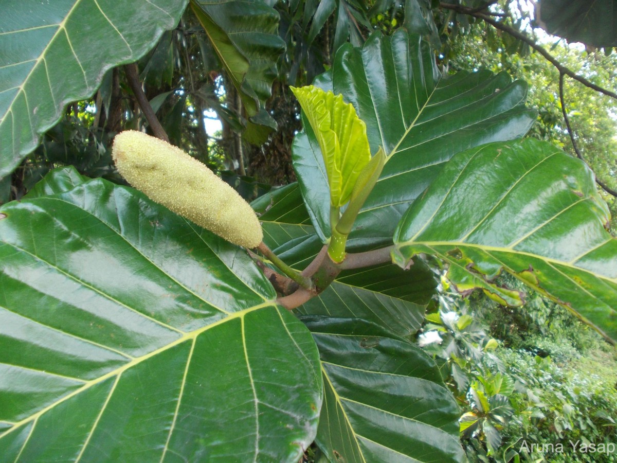 Artocarpus nobilis Thwaites